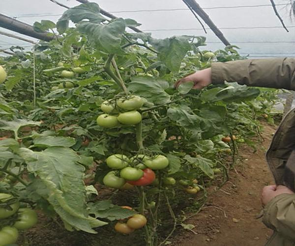 蔬菜大棚土壤改良-用禾康增产提质效益高