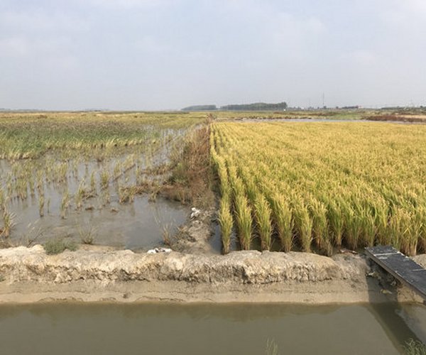 盐碱地改良成功后，会不会返盐碱？