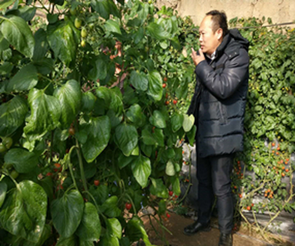 温室大棚土壤改良施用禾康土壤调理剂种植增产提质效益显著