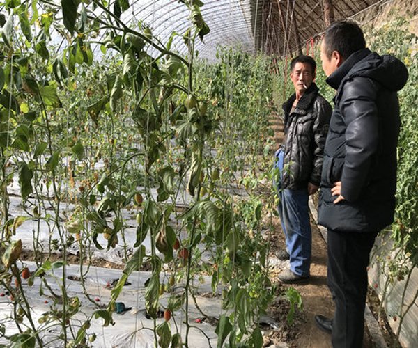 大棚种植遇到黄叶、打蔫、死苗、烂根问题有解决方法了！