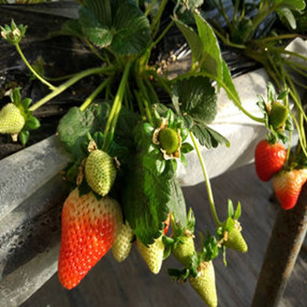 大棚土壤改良解决草莓种植基地基质盐分高及灌溉水盐碱化问题