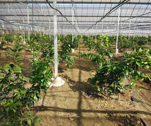 大棚土壤改良上海地区橘园改造大量使用禾康土壤改调理剂