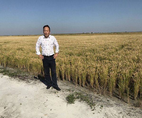 盐碱地改良技术应用-2017年，吉林大安农户使用禾康土壤调理剂改良重度苏打盐碱地