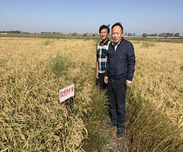 盐碱地改良技术应用-2017年，吉林应用禾康土壤调理剂改良重度苏打盐碱地种植水稻