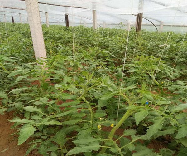 大棚土壤改良河南省内黄县蔬菜大棚种植西红柿应用禾康土壤调理剂