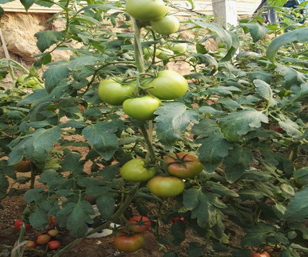 大棚西红柿苗黄叶、打蔫高效解决方法