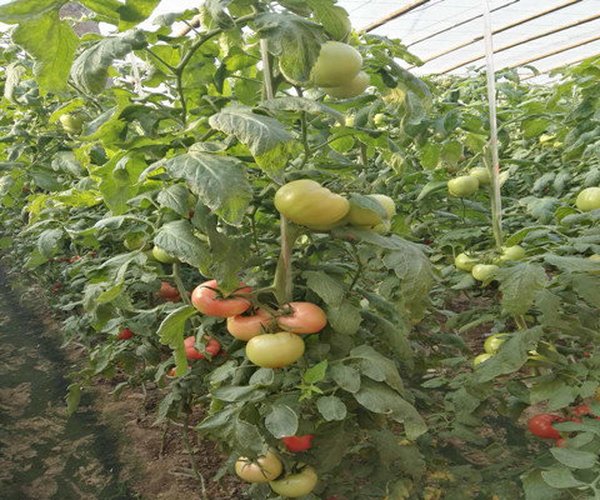 大棚土壤改良河南省卫辉市蔬菜大棚应用禾康土壤改良剂效果显著