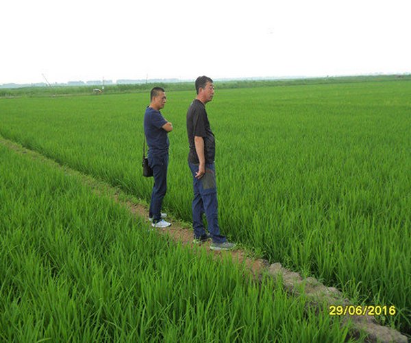 吉林镇赉县农业局盐碱地改良种植水稻项目应用禾康土壤调理剂