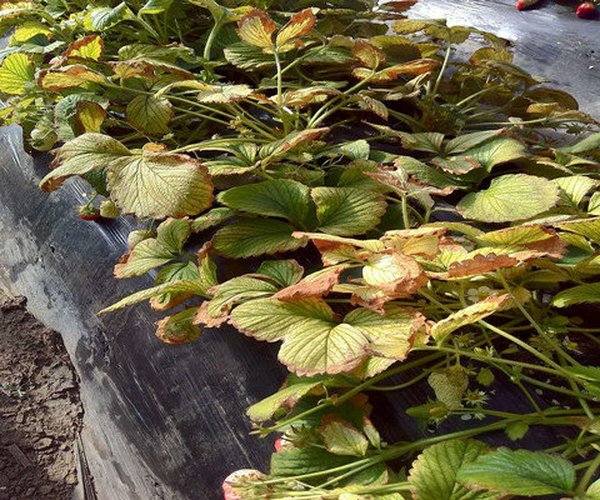 草莓叶子发黄（黄叶），打蔫高效解决方法