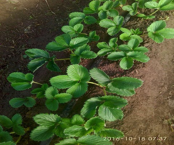 大棚土壤改良种植草莓施用禾康土壤调理剂效果显著