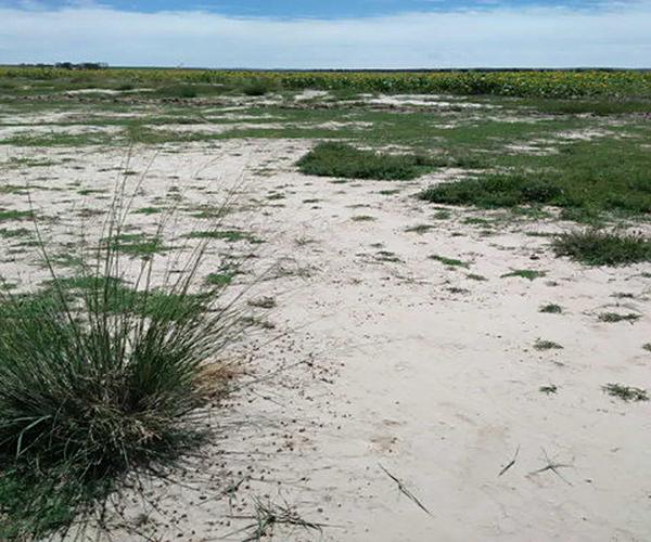 2011年1月8日，与新疆生产建设兵团91团达成4万亩盐碱地改良协议