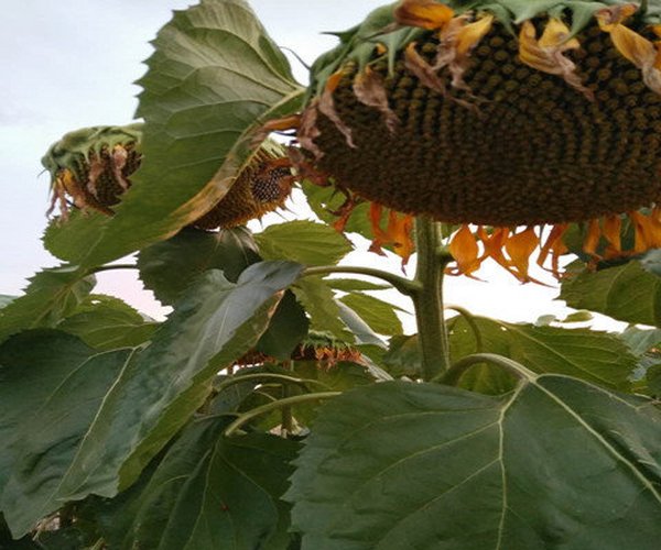 内蒙古盐碱荒地施用禾康土壤改良剂种植食葵