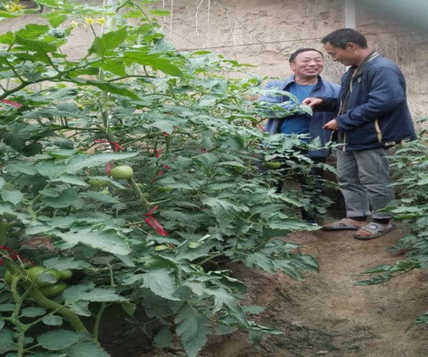 大棚土壤改良应用禾康土壤调理剂种植番茄效果显著