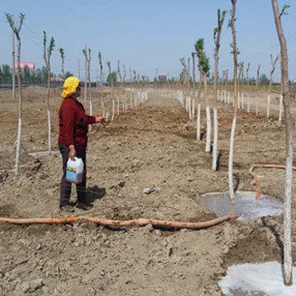 盐碱地植树如何提高成活率？ 尤其是栽植油松、红枫等不耐盐碱树种？