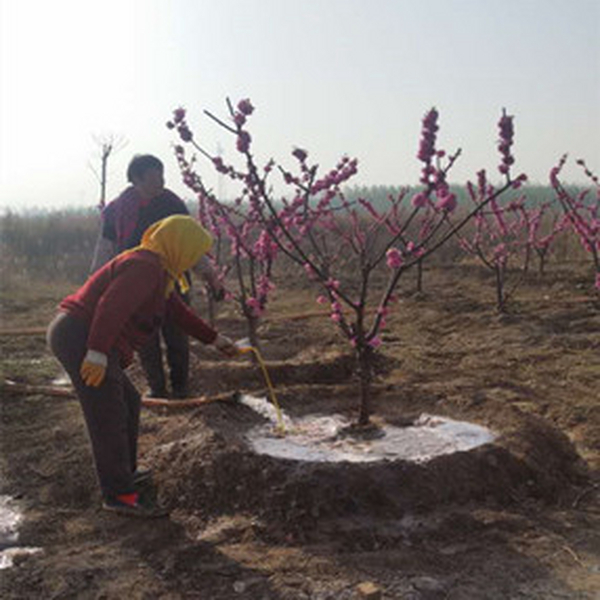 天津园林绿化盐碱地植树应用禾康土壤调理剂 II