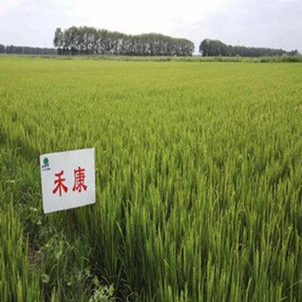 盐碱地种植水稻在施肥上要注意哪些问题？