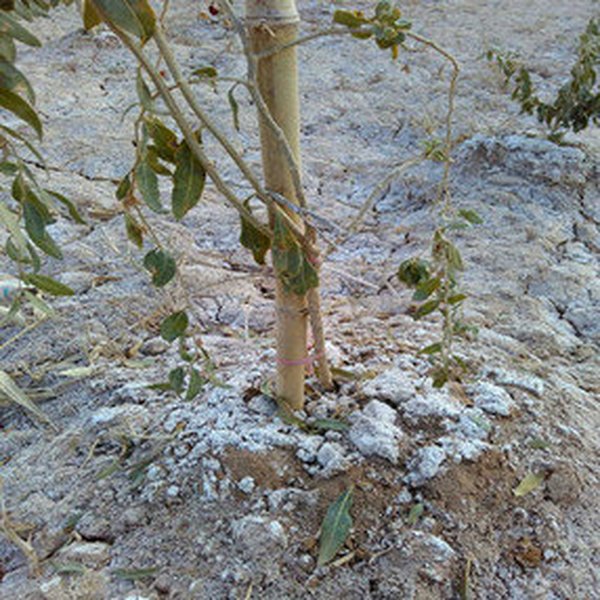 甘肃金塔县在重度盐碱荒地上栽植枸杞，成活率高，产量和品质提升明显。