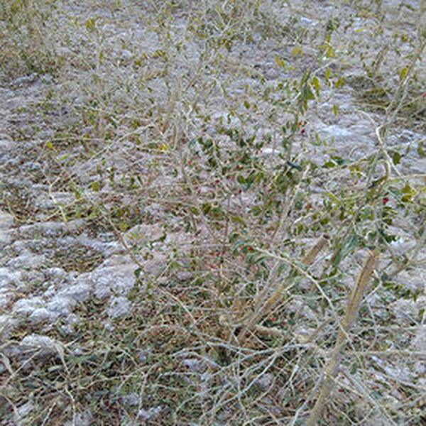 2011年11月，中标甘肃省土壤有机质提升政府采购项目