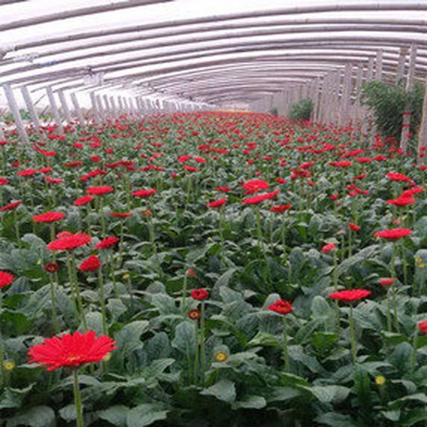 大棚土壤改良 山东沂南县温室施用禾康土壤改良剂后，效果显著