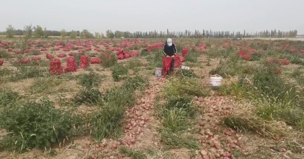受盐碱危害打算放弃的洋葱地，用禾康土壤调理剂改良后起死回生，获得丰收。