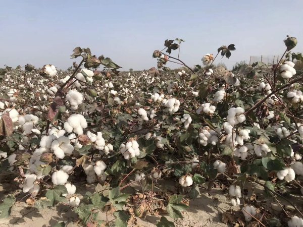 新疆南疆盐碱地改良种植棉花要成功需要注意哪些问题？