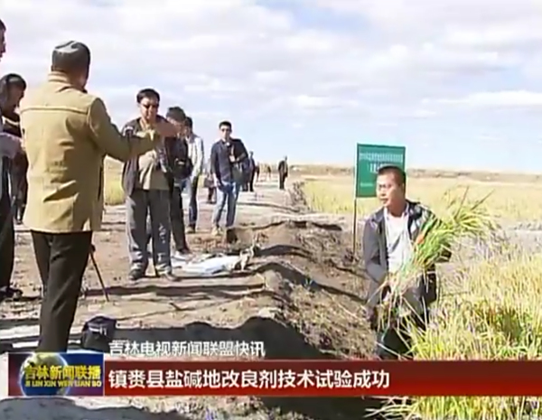 吉林镇赉县重度苏打盐碱地改良施用禾康土壤调理剂，实现当年改良、当年种植、当年平均亩产700斤以上。