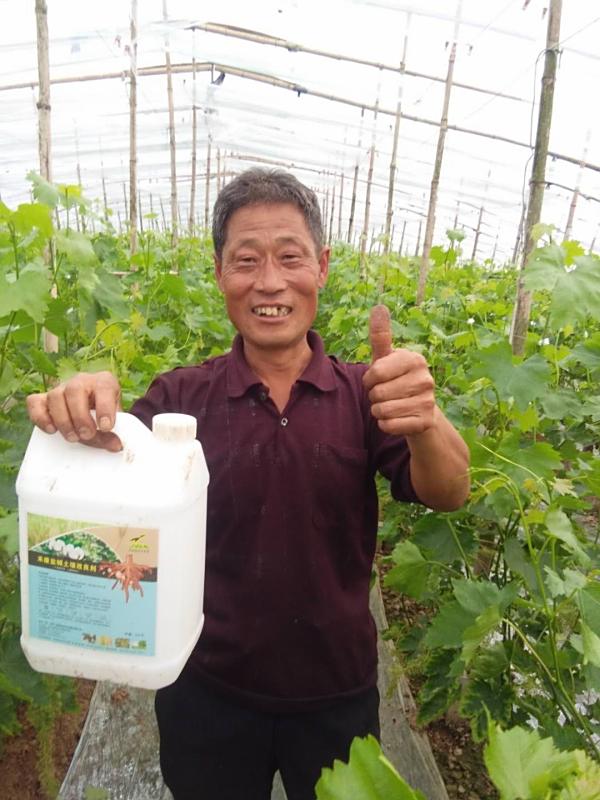 大棚葡萄种植出现黄叶、黄化问题用禾康土壤调理剂效果显著