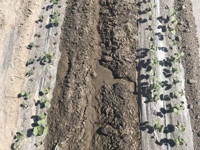 盐碱地改良种植棉花需要注意哪些方面？