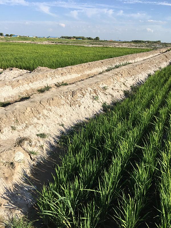 盐碱地改良为什么不再是世界难题？