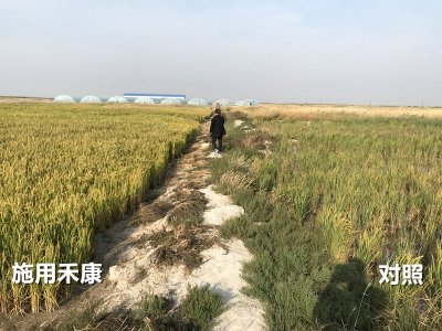 盐碱地改良种植水稻需要注意哪些问题？