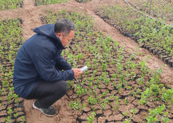 新疆喀什疏勒县，大棚育树苗成活率低、树势弱，主要原因是水质含盐量偏高。