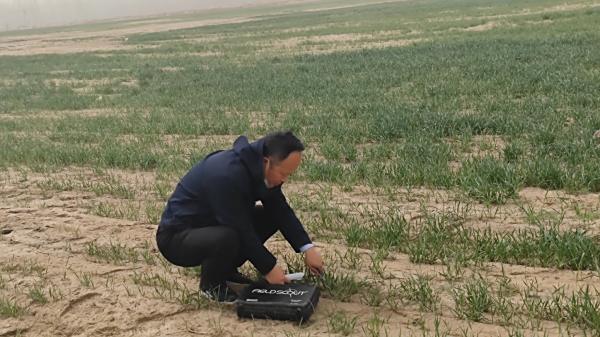 新疆和田县，小麦出苗不好一部分原因是土壤含盐高，另一部分原因是土地不平整，一分地播种过深。