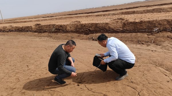 新疆阿拉尔市客户去年承包的荒地，采用干播湿出用禾康土壤调理剂，可以一播全苗，后期再用禾康土壤调理剂处理僵苗以及防止雨后死苗，盐碱地第一年种棉花可以有不错的产量，避免绝收，同时实现盐碱地的深度改良熟化。