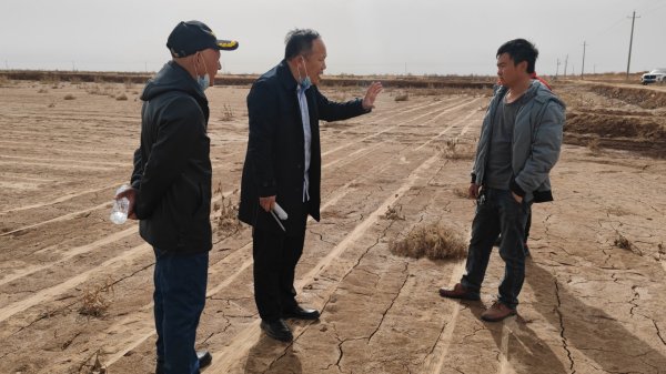 盐碱地在新疆阿拉尔，2021年种棉花绝收，后面连续浇4次水，目前盐分不高，出苗问题不大，主要是防止后期僵苗。