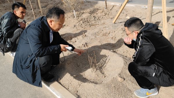新疆盐碱地植树成活率低以及成活后树势弱的主要原因是土壤含盐量高，降低土壤含盐量是关键。