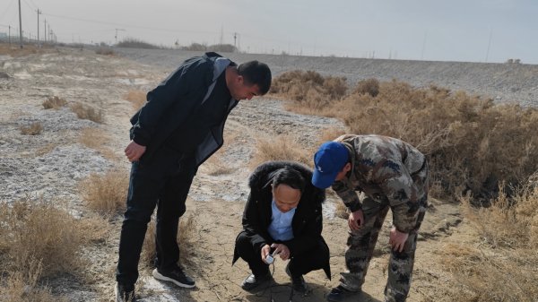 重度盐碱地整理后待改良，土壤盐分爆表，必须重视降盐，而不是降低PH。