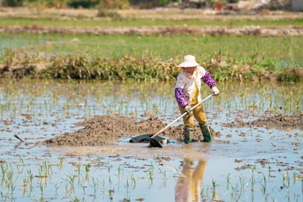 3000亩海水稻飘香，上万农户增收！汕头濠江创新盐碱地改良