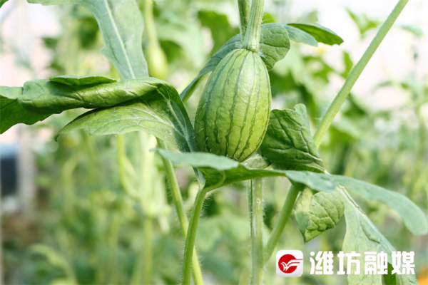 昔日盐碱地 今朝瓜果香