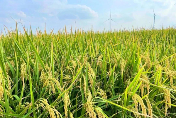 盐城：让盐碱地成为大粮仓