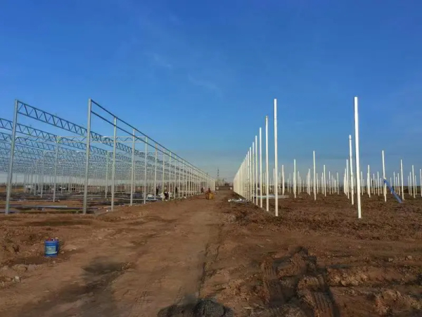 土地与种子“双向奔赴” 盐碱地上也有春天