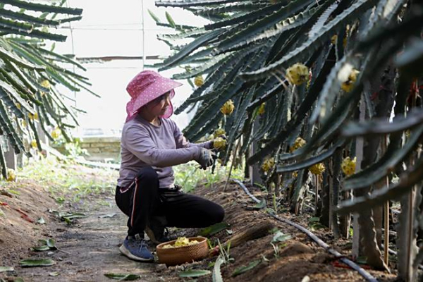东营广饶县：盐碱地里长出“黄金果”