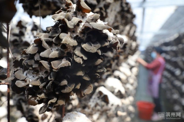 博兴县吕艺镇：盐碱地上开出“黑花朵”