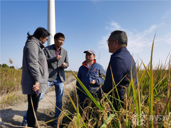 盐碱地里稻花香 水稻栽培行家接续“禾下乘凉梦”