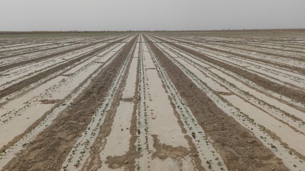 新疆阿拉尔新开盐碱荒地，冬灌和干播湿出用禾康土壤调理剂改良