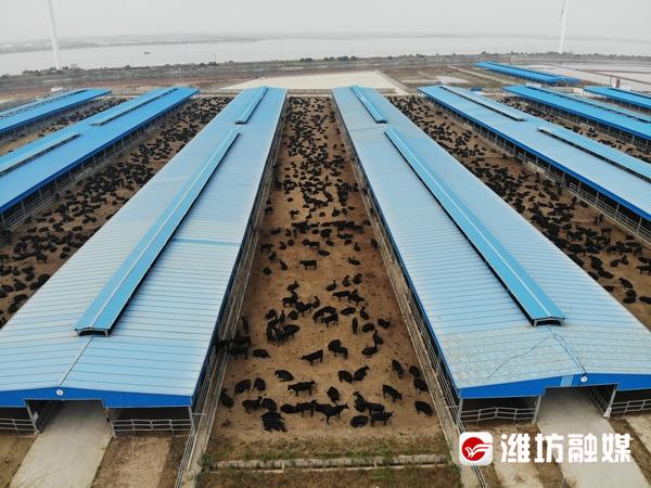 “风吹草低见牛羊”，滨海盐碱地新风景