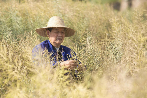 历经7年，傅廷栋院士领衔，让油菜花开盐碱地
