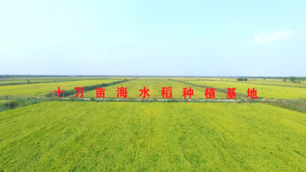 潍坊寒亭：万亩盐碱地改良促生态治理与粮食安全