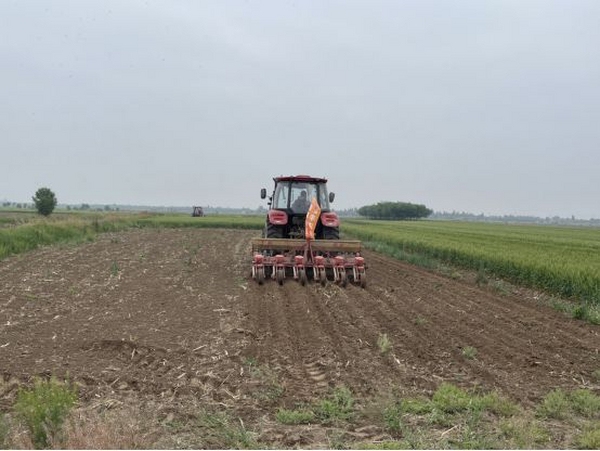 盐碱地来了“田保姆”增产200斤，增收200元