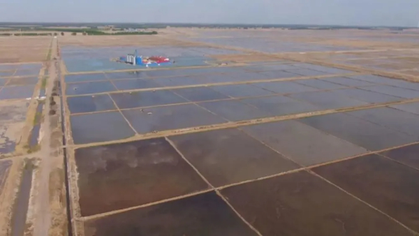 大安：盐碱地上稻花香