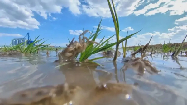 盐碱地飘出稻花香 即墨蓝村1000多亩稻田进入插秧季